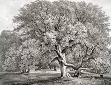 Ash trees, Woburn Abbey