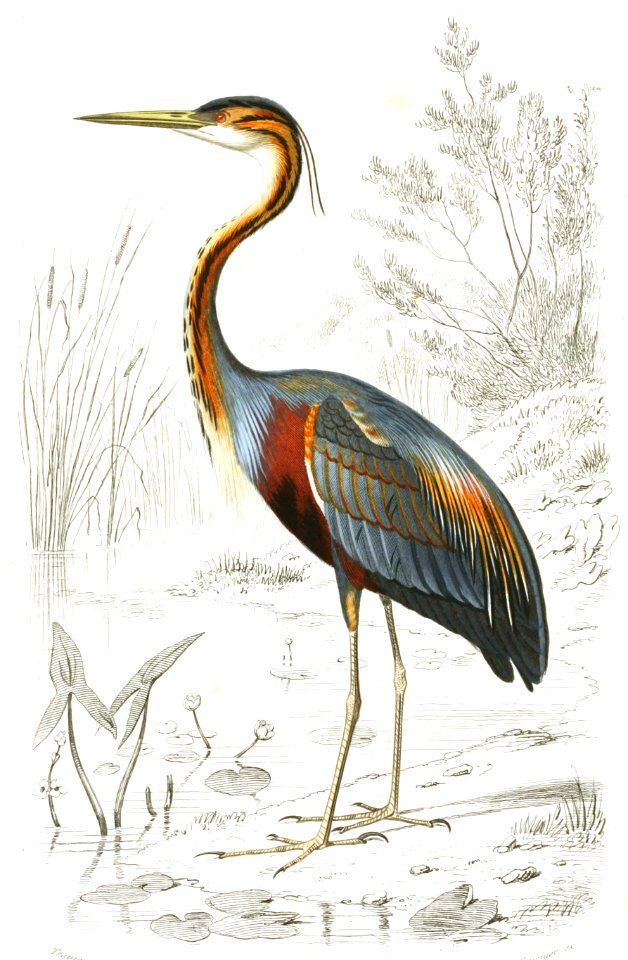 Purple Heron