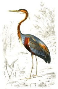 Purple Heron