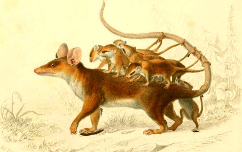 Linnaeus’s Mouse Opossum
