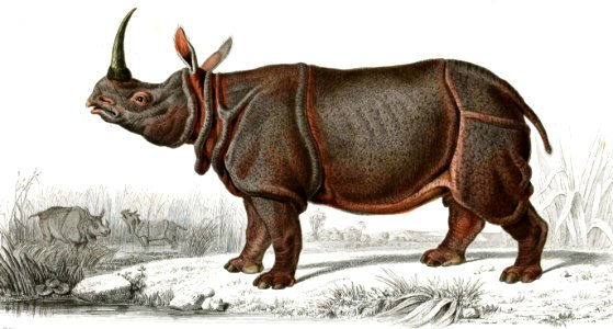 Indian Rhinoceros (Meunier)