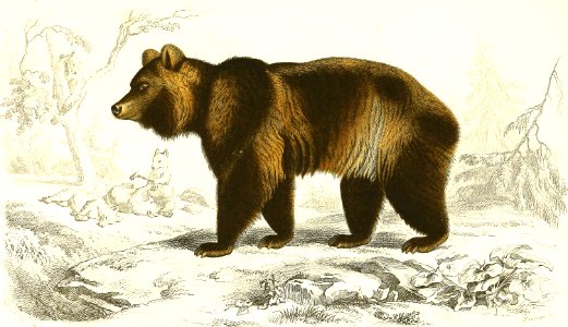 Brown Bear