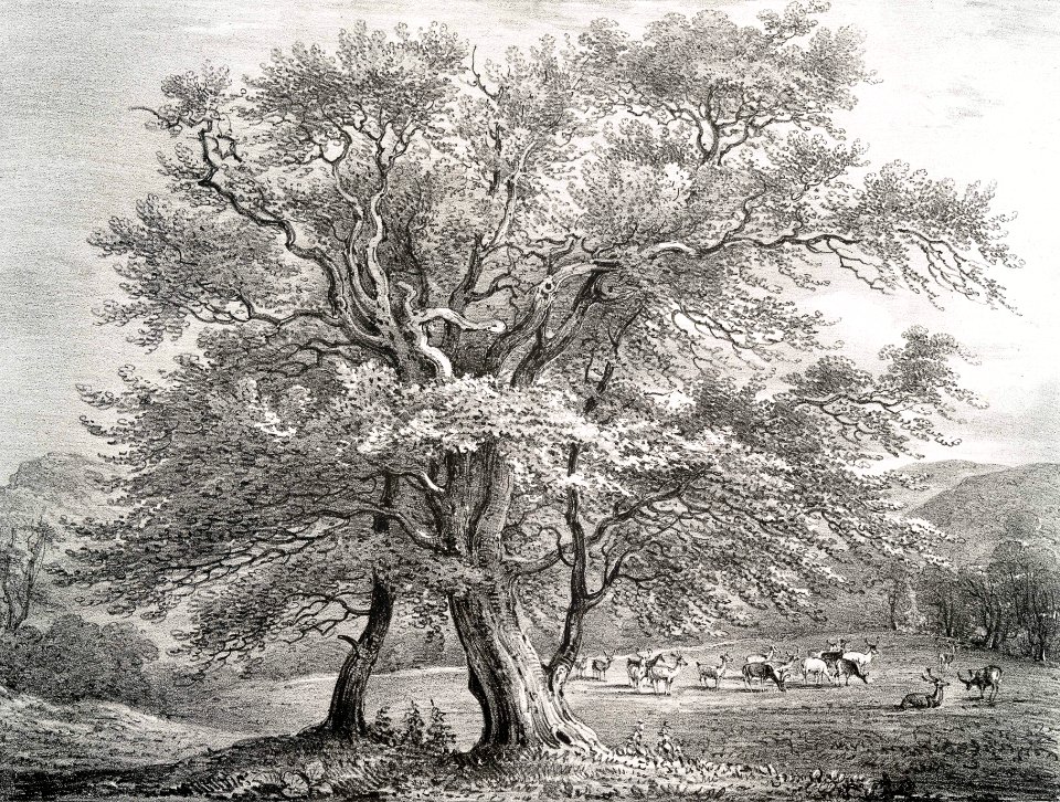 Alder, Bolton Park