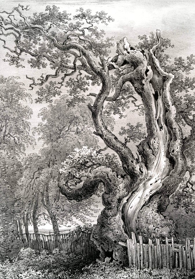 The King Oak, Windsor Forest