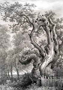 The King Oak, Windsor Forest. Free illustration for personal and commercial use.