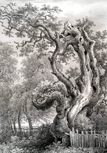 The King Oak, Windsor Forest