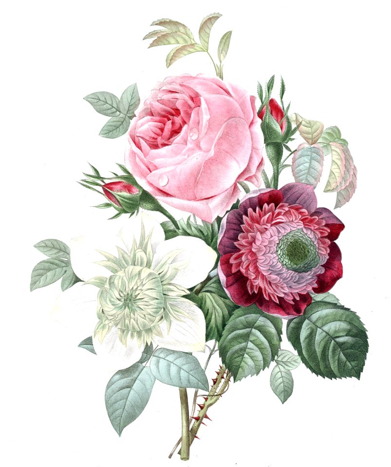 Rose, Anemone, and Clematis
