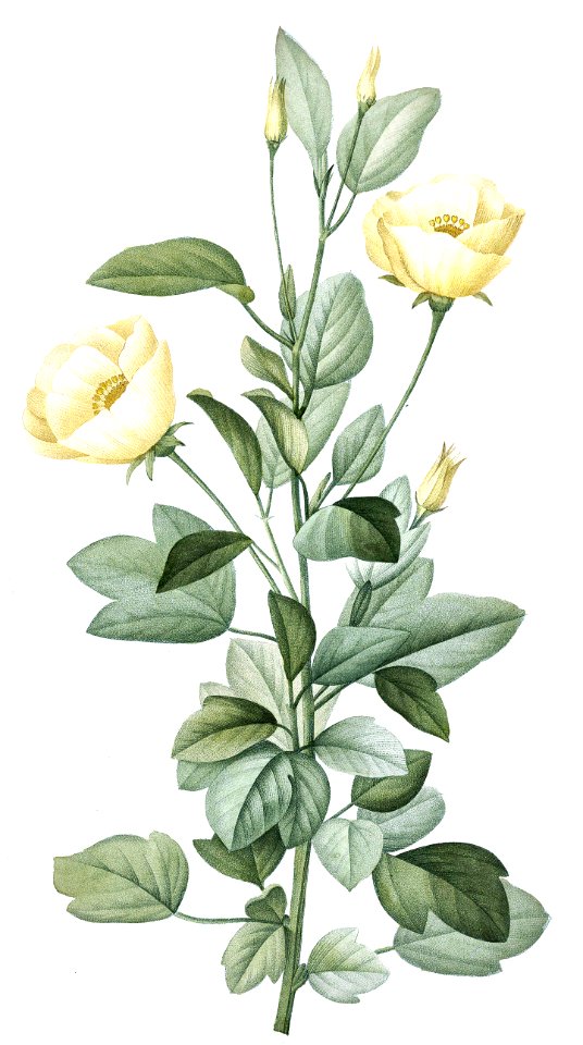 Cienfuegosia heterophylla