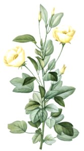 Cienfuegosia heterophylla