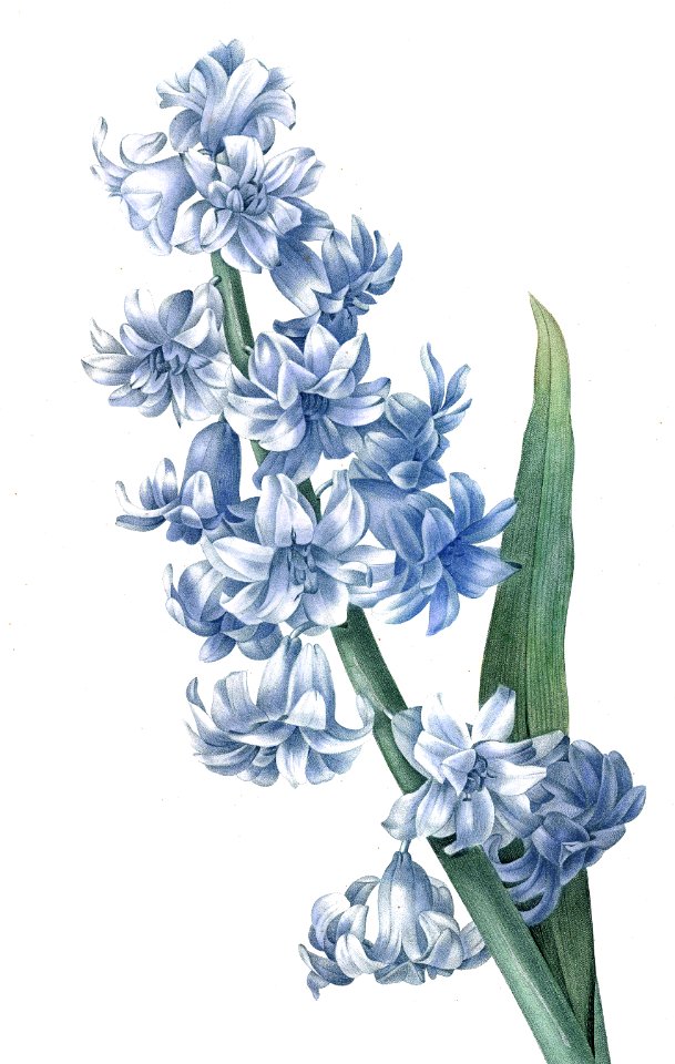 Blue Garden Hyacinth