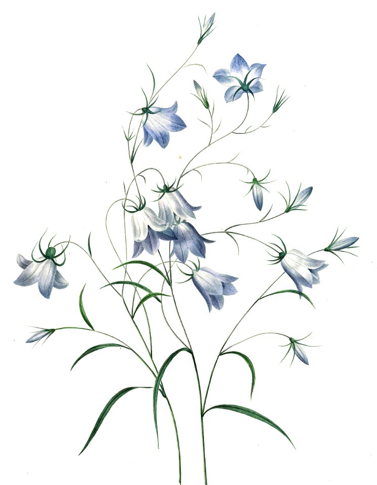 Bellflower