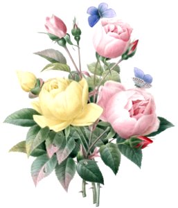 Austrian Briars & China Roses