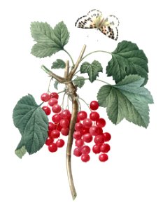 Redcurrant (Redouté)