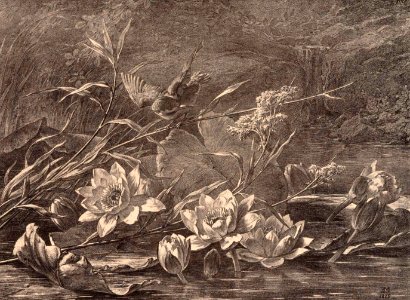 Flore pittoresque—Plate 19