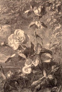 Flore pittoresque—Plate 5