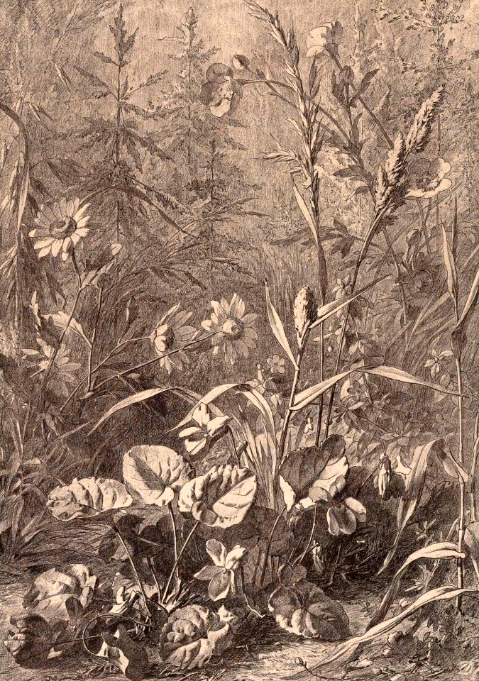 Flore pittoresque—Plate 1