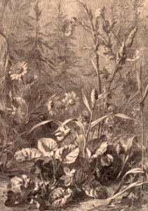 Flore pittoresque—Plate 1