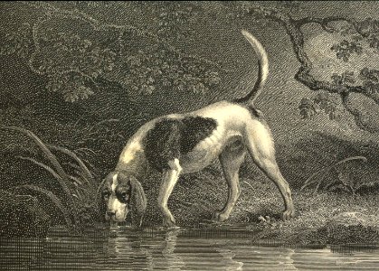 Southern Hound