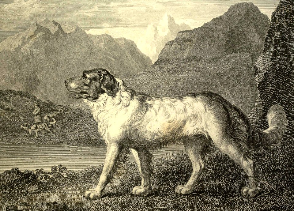 Newfoundland Dog
