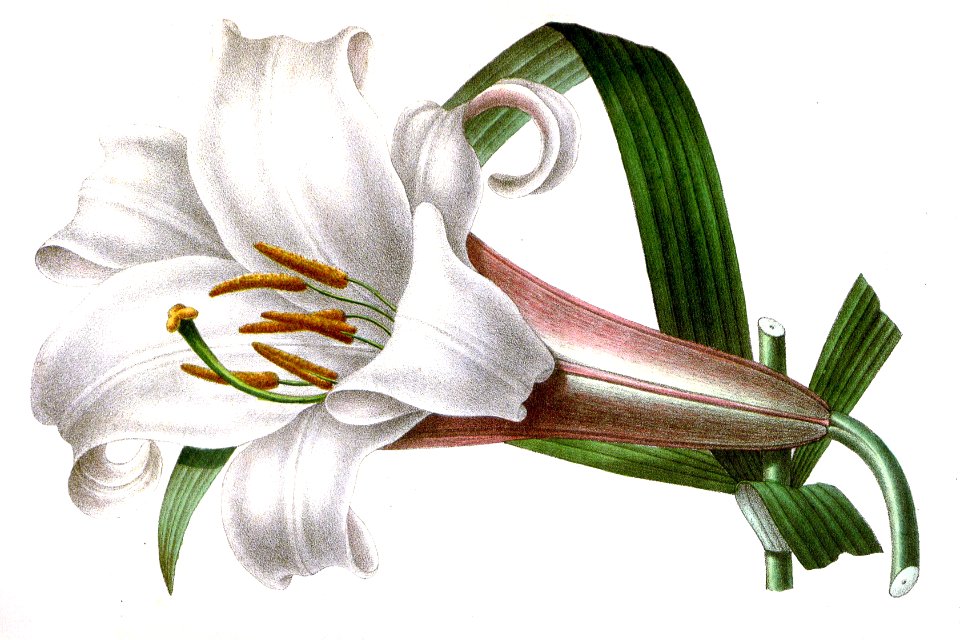 Lilium brownii