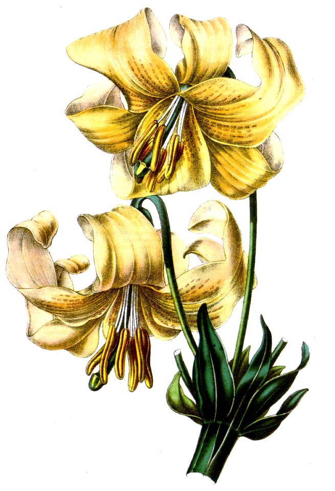 Nankeen Lily