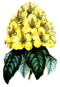 Mr. Smith’s Yellow Rose-Bay