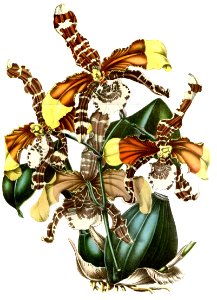 Rossioglossum grande