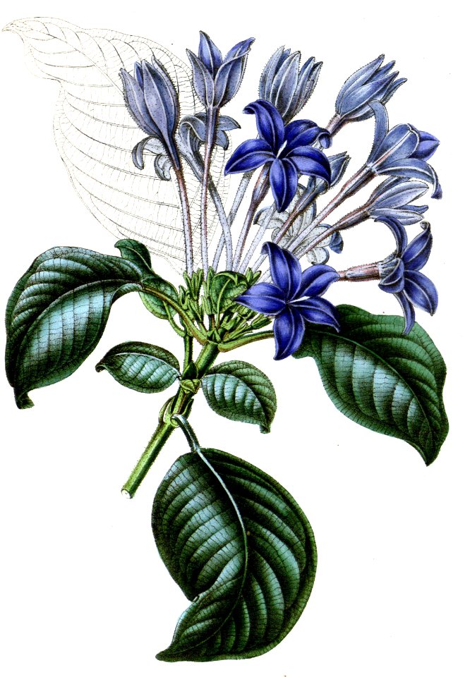 Hindsia violacea