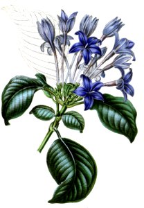 Hindsia violacea