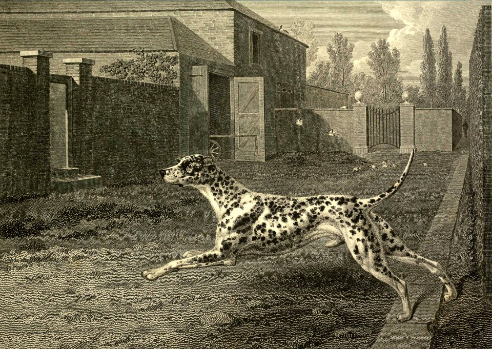 Dalmatian