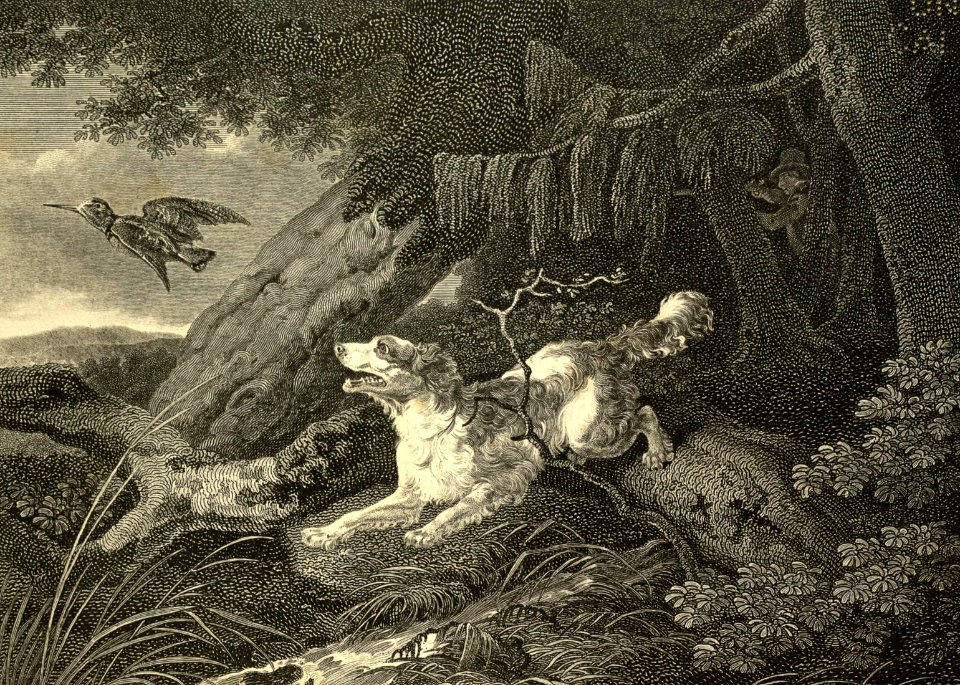 Springer Spaniel