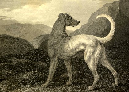 Irish Wolfhound