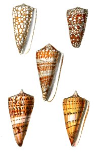 Cone Snails