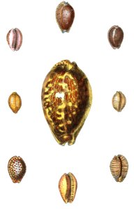 Cowries