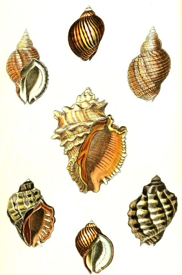 Murex Snails (3)