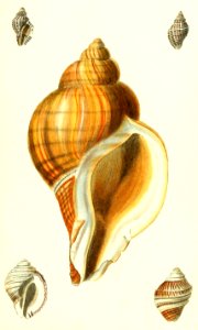 Murex Snails (2)
