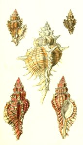 Murex Snails