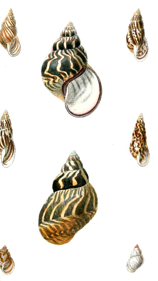 Central & South American Land Snails