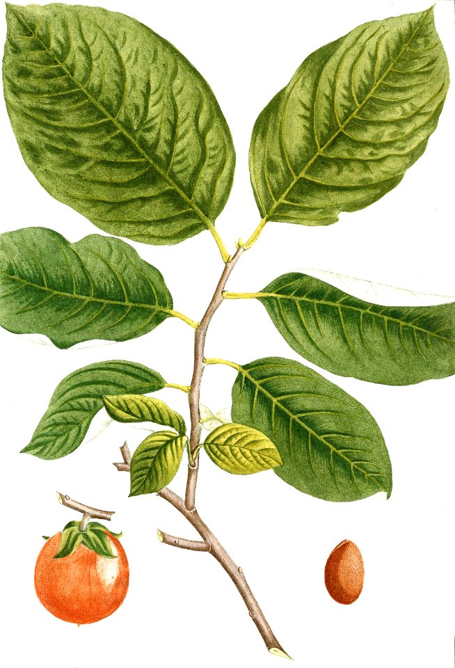 American Persimmon