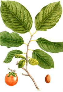 American Persimmon