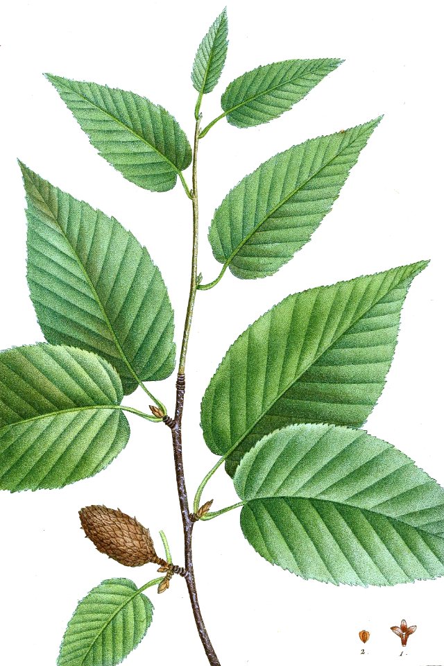 Black Birch