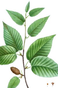 Black Birch