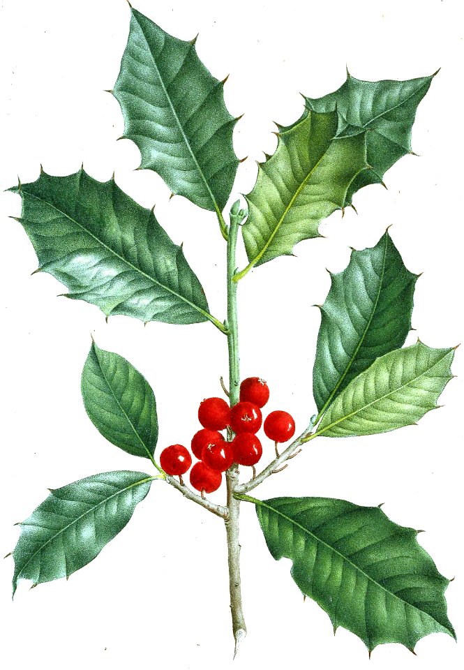American Holly