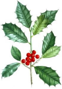 American Holly