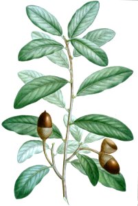 Southern Live Oak