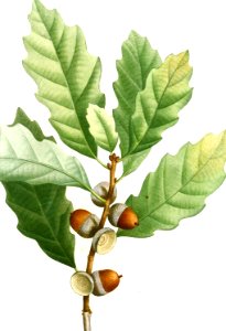 Dwarf Chinkapin Oak