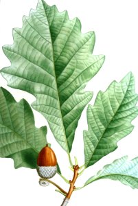 Swamp White Oak