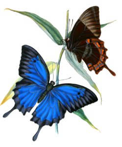 Blue Mountain Swallowtails
