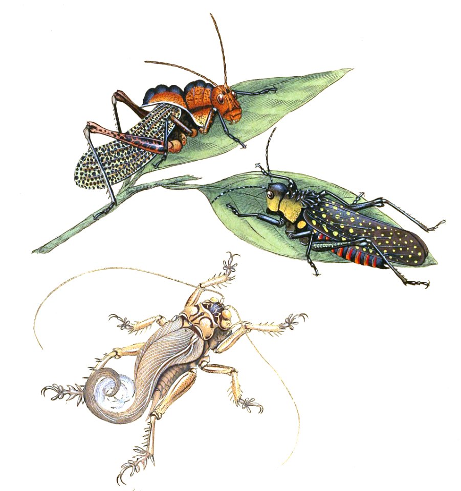 Schizodactylus monstrosus and Other Orthoptera