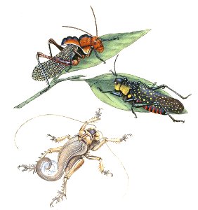 Schizodactylus monstrosus and Other Orthoptera